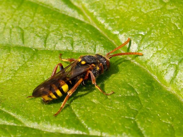 Donkere wespbij (Nomada marshamella)